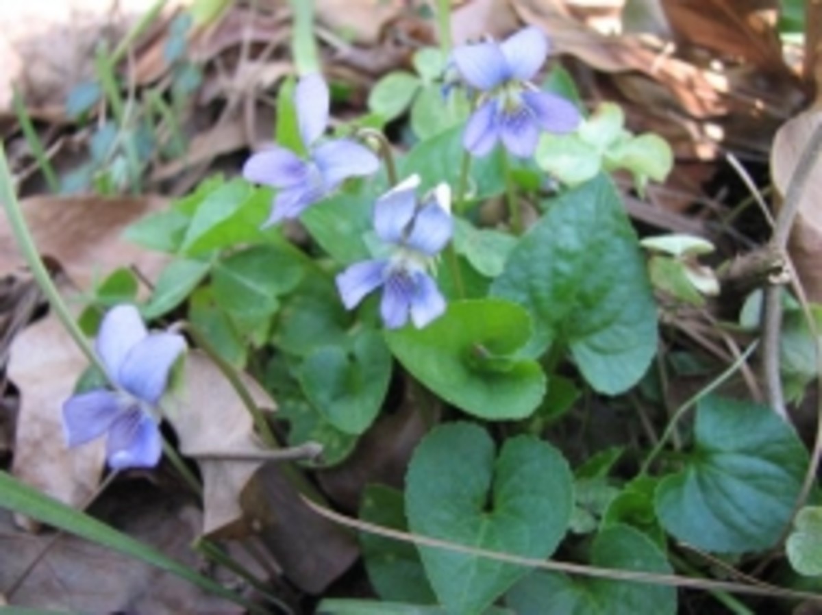Native Violas and Violets of Louisiana