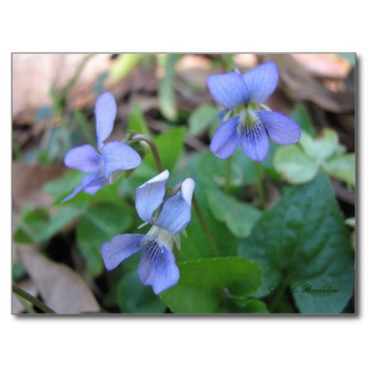 Flower color ranges from pale blue to violet. Blue is the most common color in my yard.