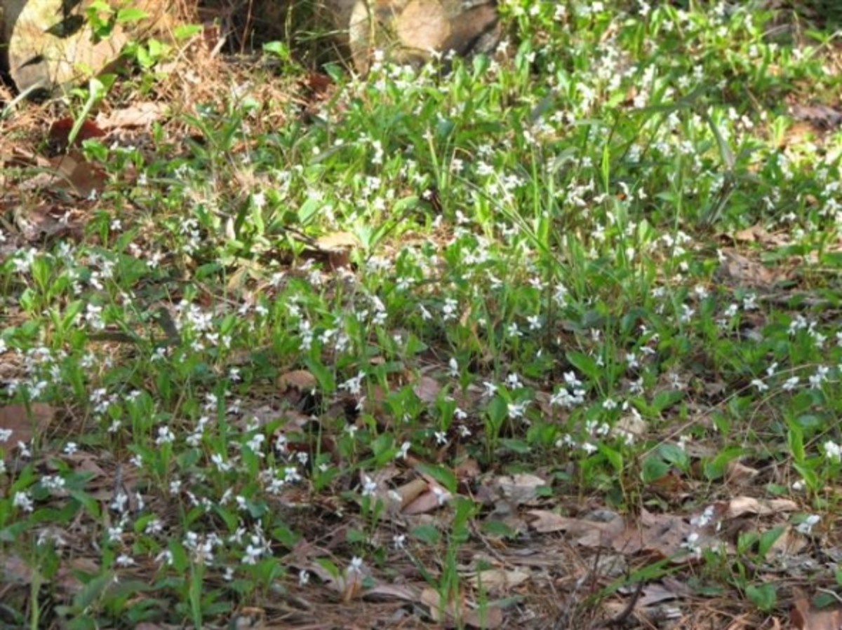 White Bog Violets as Groundcover