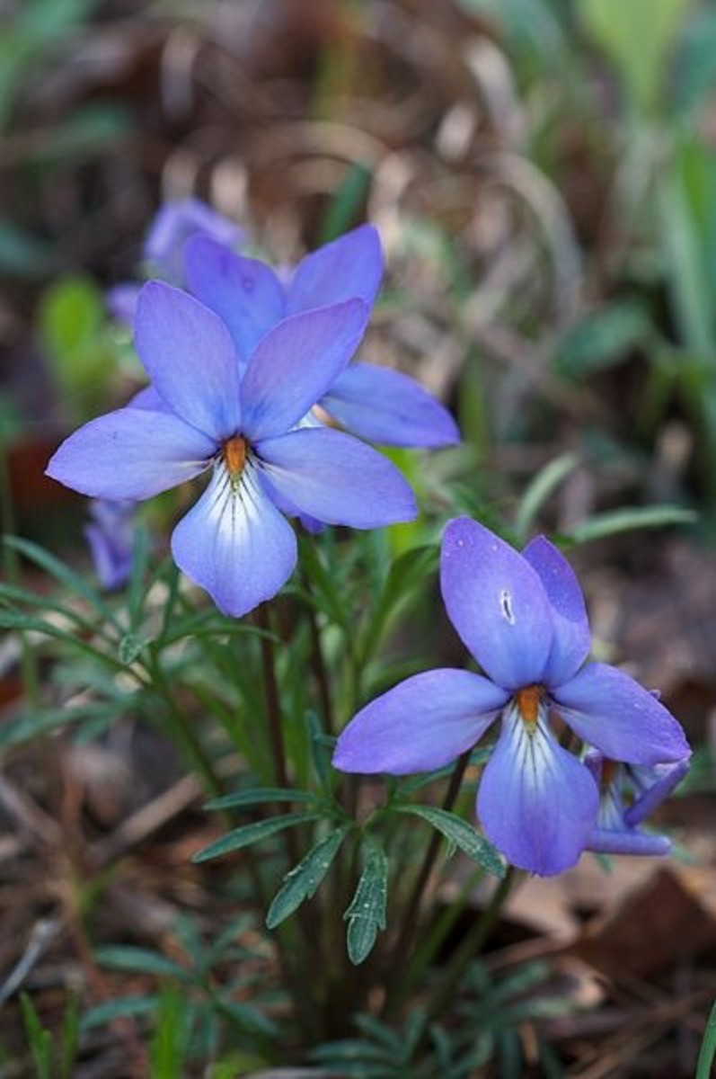 There is also a solid blue variety of this lovely large violet.