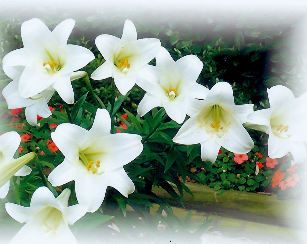 Our Easter Lilies in bloom with colorful impatiens in the background.