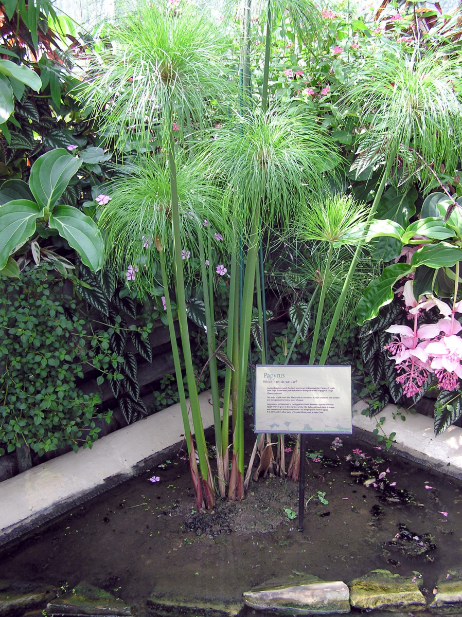 A papyrus tree, which when grown naturally in the wild had so many uses.