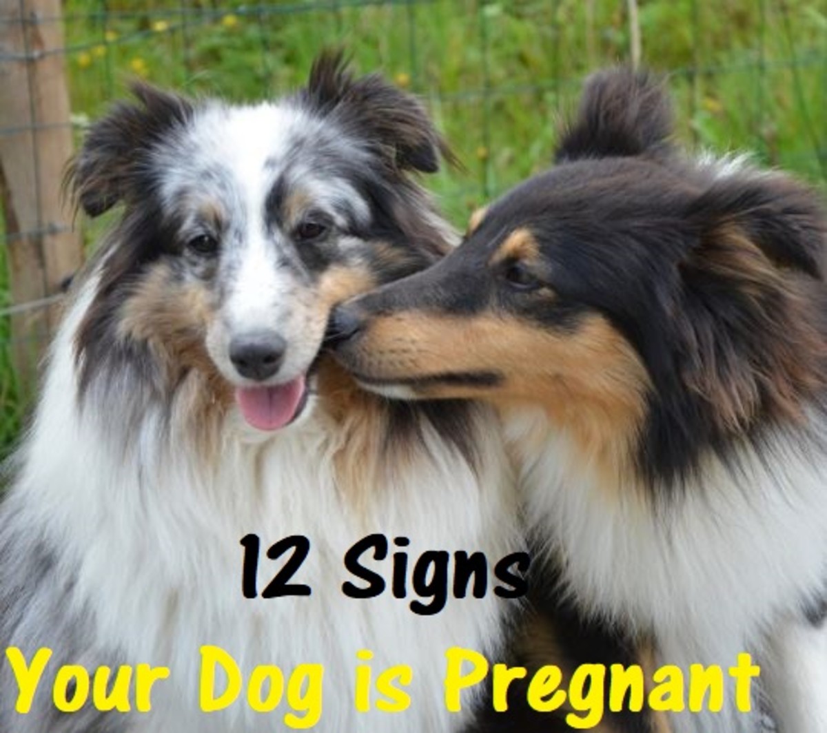 Twelve Signs Your Dog is Pregnant