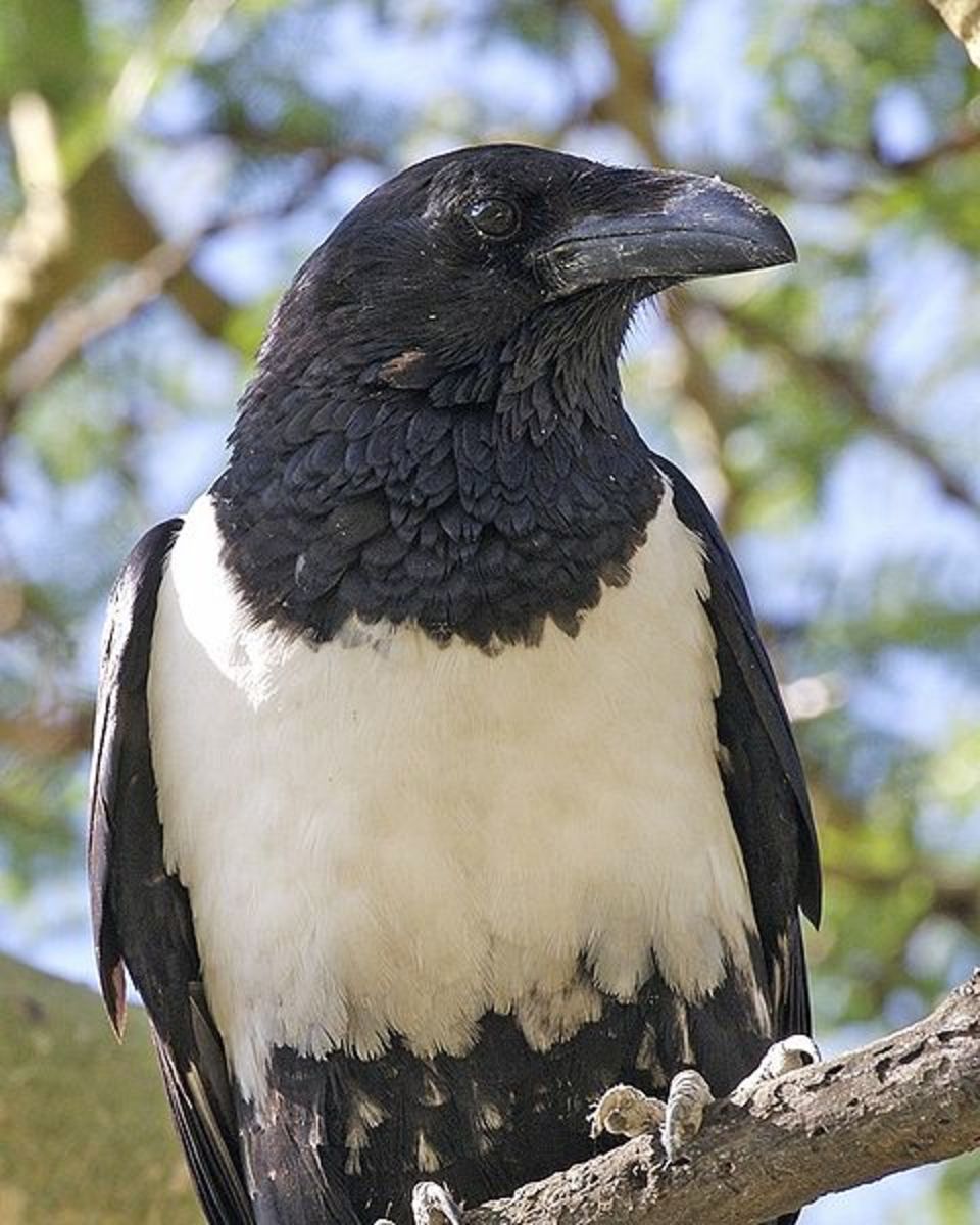 African Crow - People believe the African Pied Crow can live for 200 years. But No, The lifespan of crows is 30 years. Image Credit: Lip Kee Yap, Wikipedia Commons