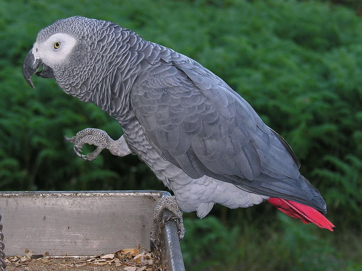 Congo Africa Grey Parrot - The World's Most Intelligent Bird with the Highest Avian IQ Ever Recorded. Image Credit: L.Miguel Bugallo Snchez, Wikimedia Commons
