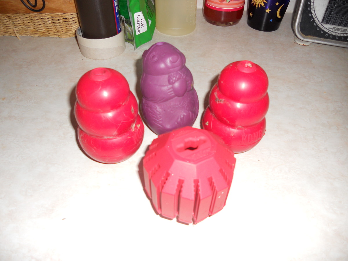 Two regular red Kongs, a red Kong dental treat ball, and a purple Premier Squirrel Dude.