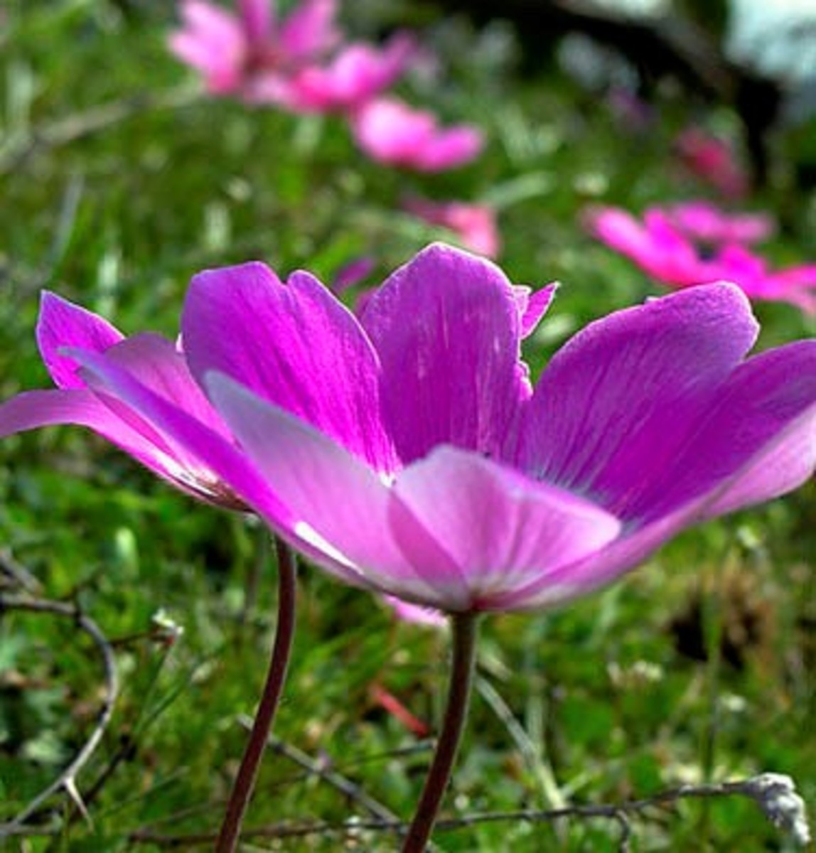 anemone-the-beautiful-wind-flower-tips-and-legends