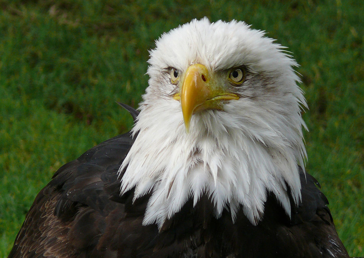 Face detail of Eagle.