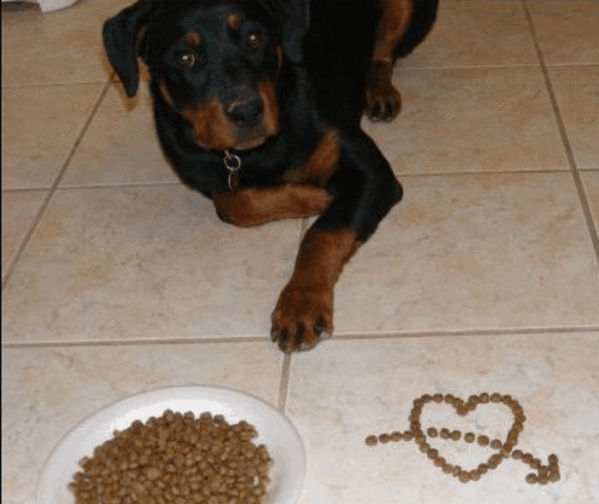 The Role of Carbohydrates in a Dog's Diet