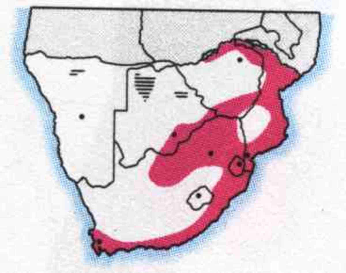 Burchell's Coucal distribution map from Kenneth Newman: "Birds of Southern Africa" Sappi/Struik 2002