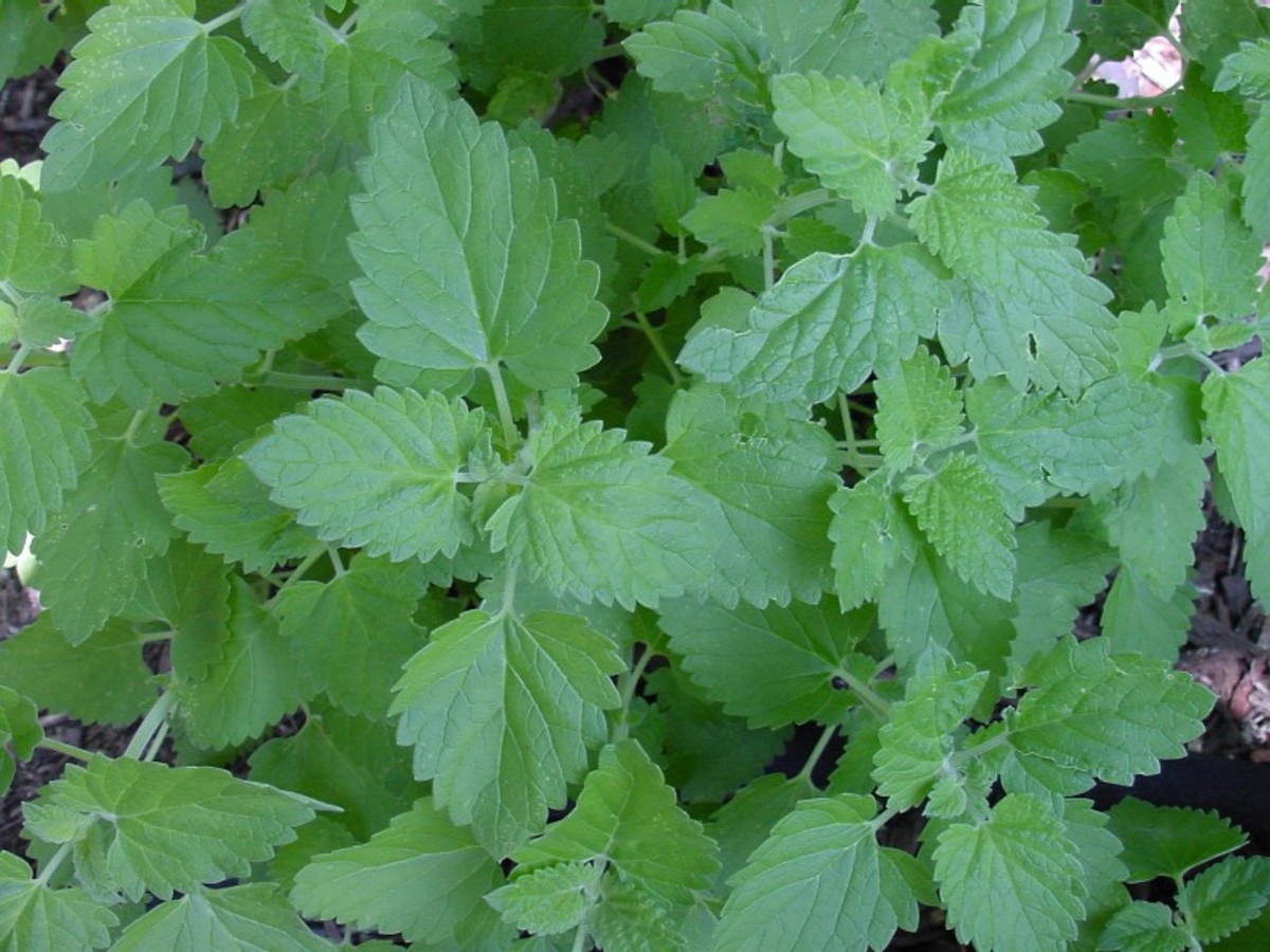 catnip foliage - similar in appearance the the common nettle