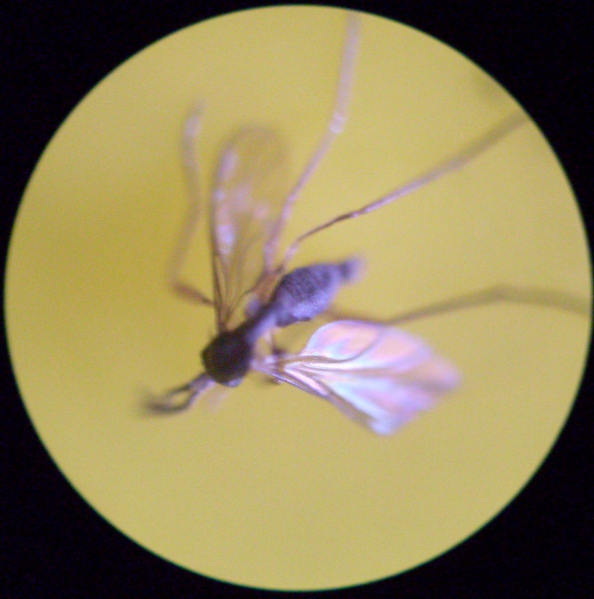 parasitic wasp trapped on yellow flypaper (magnified)