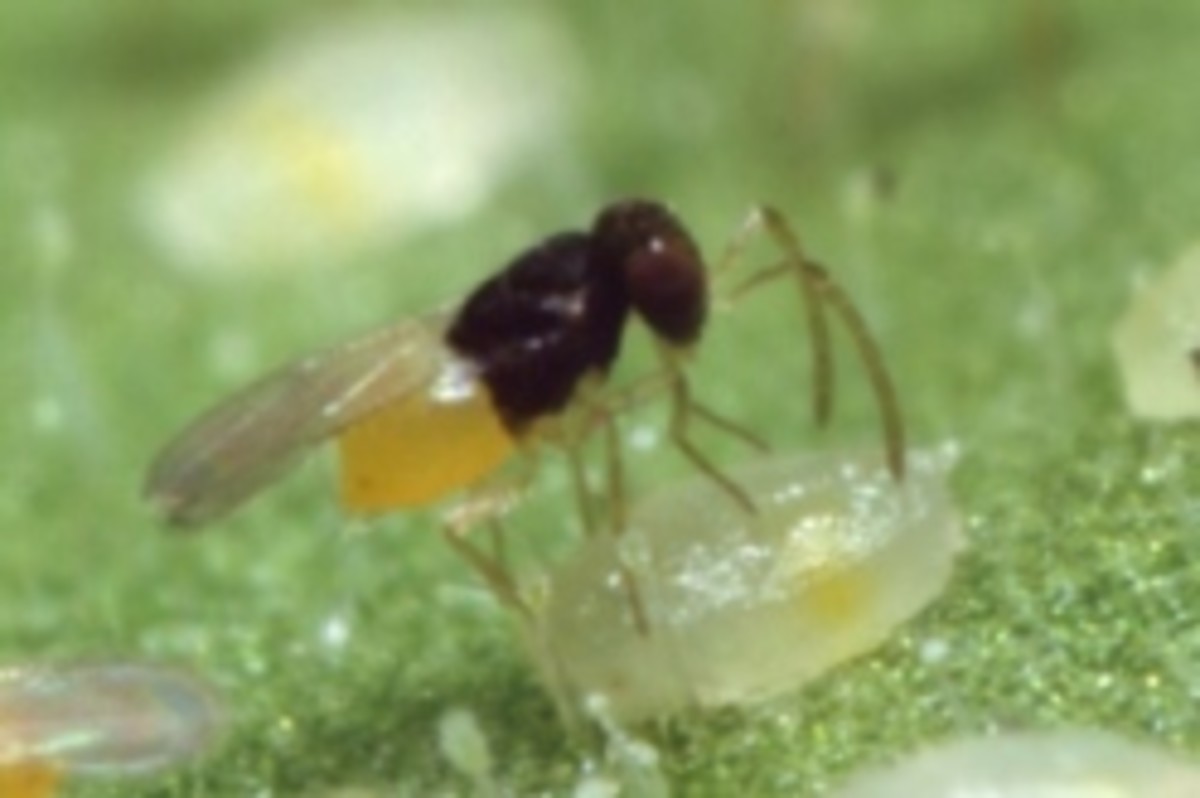 encarsia formosa - the parasitic wasp for whitefly control
