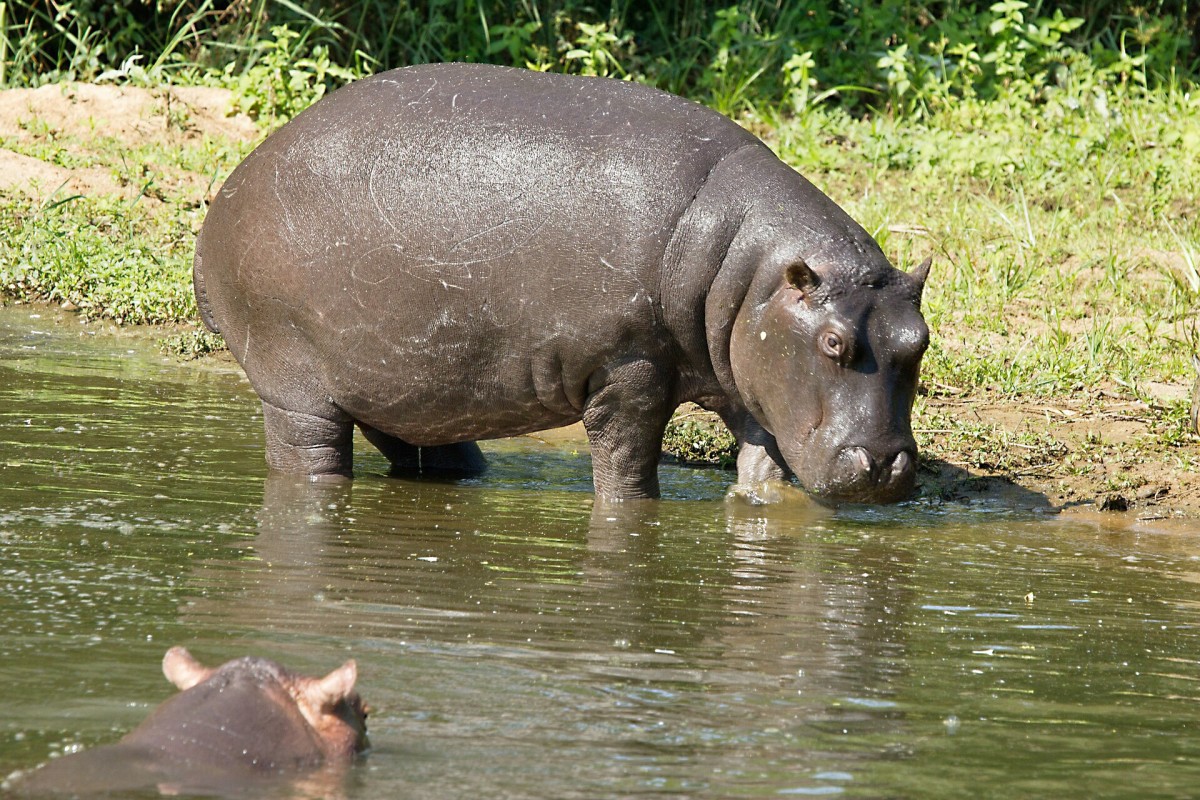 Hippopotamus Facts Hippo Sweat And A Natural Sunscreen Owlcation