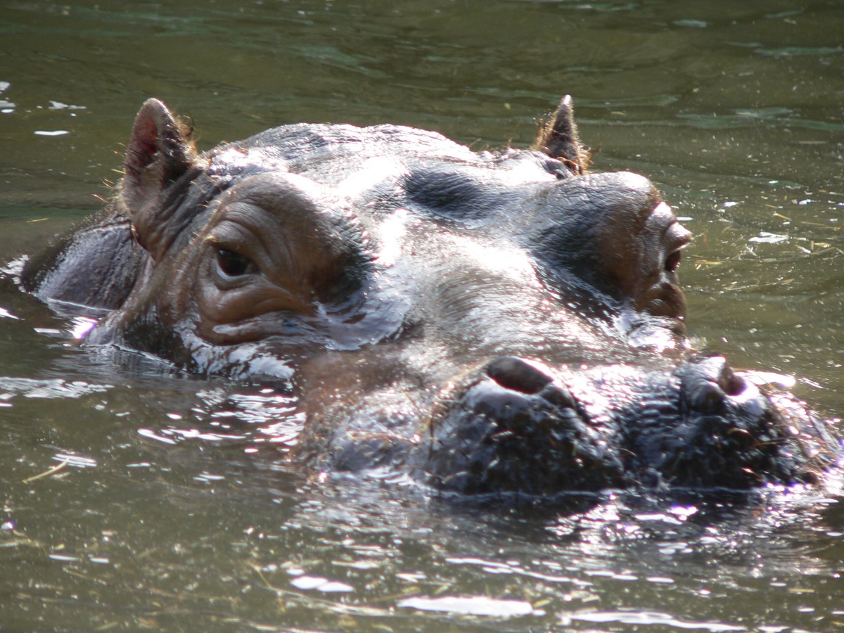 A hippopotamus in water