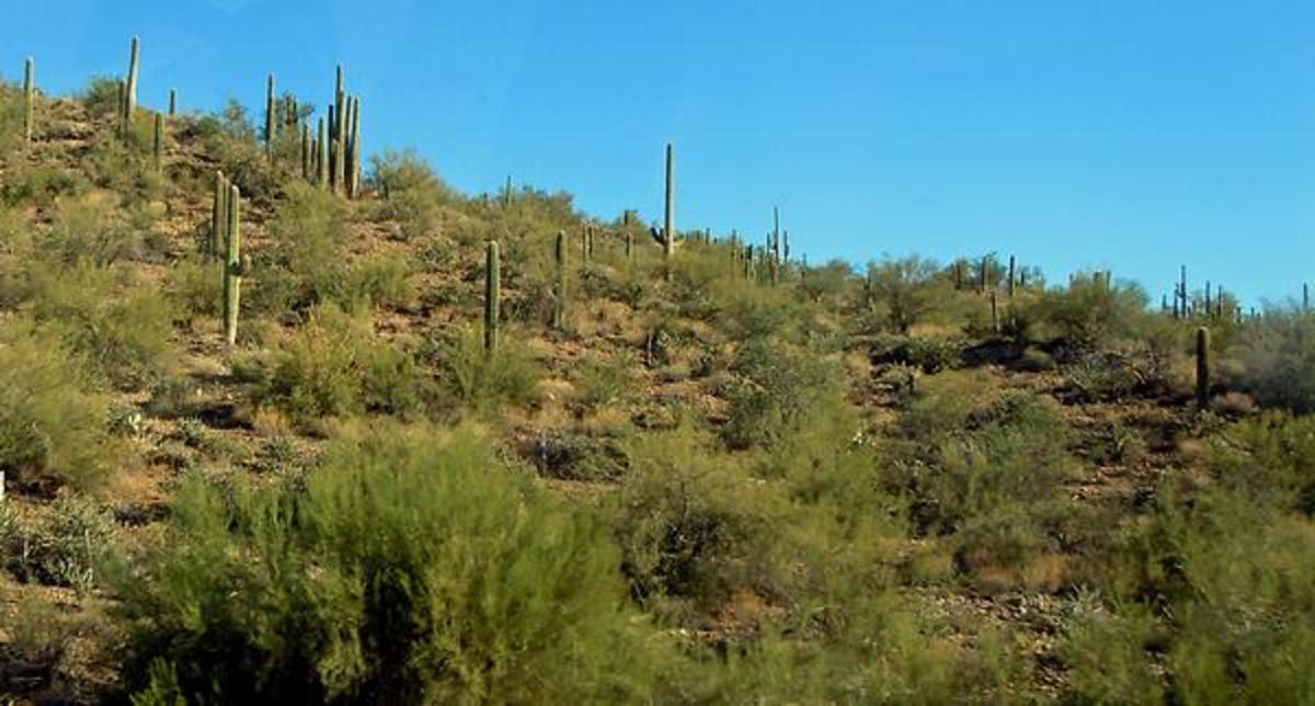 Low Desert #1 - Cactus on a hillside 