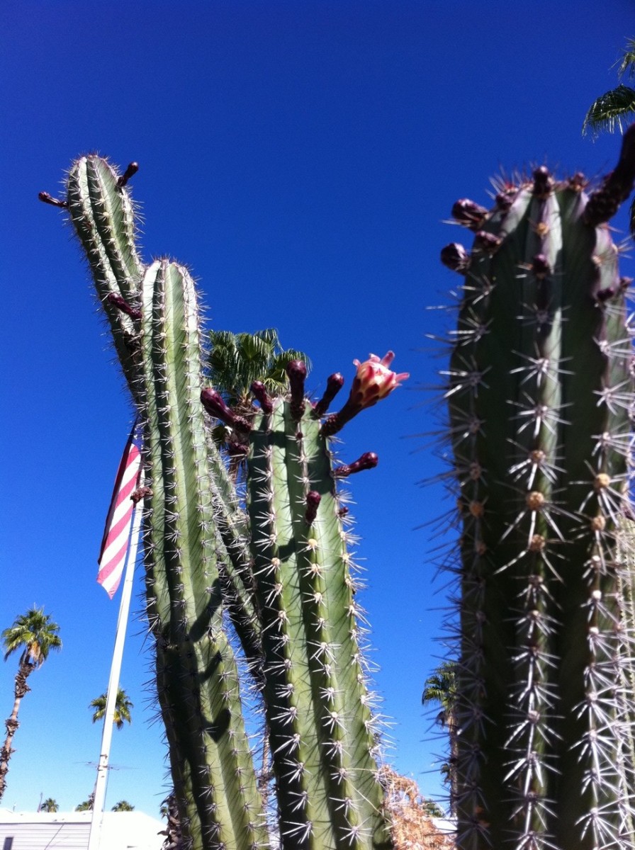 Even in the desert you will fond surprising beauty, such as this Blooming Cactus