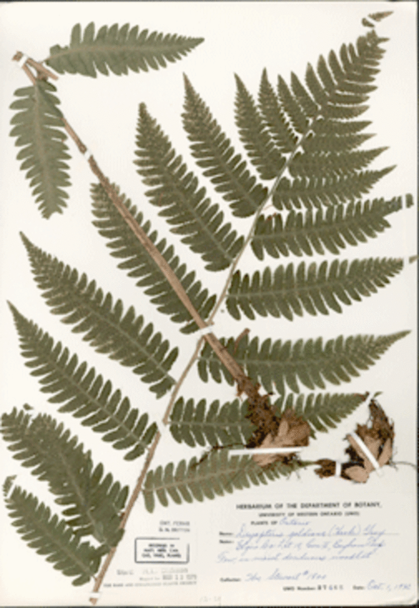 A Herbarium Specimen of Goldie's Fern 