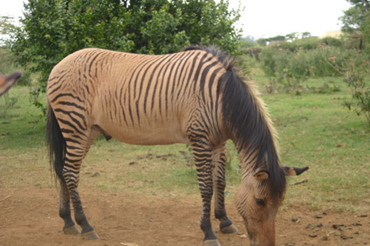 zebras-with-a-difference