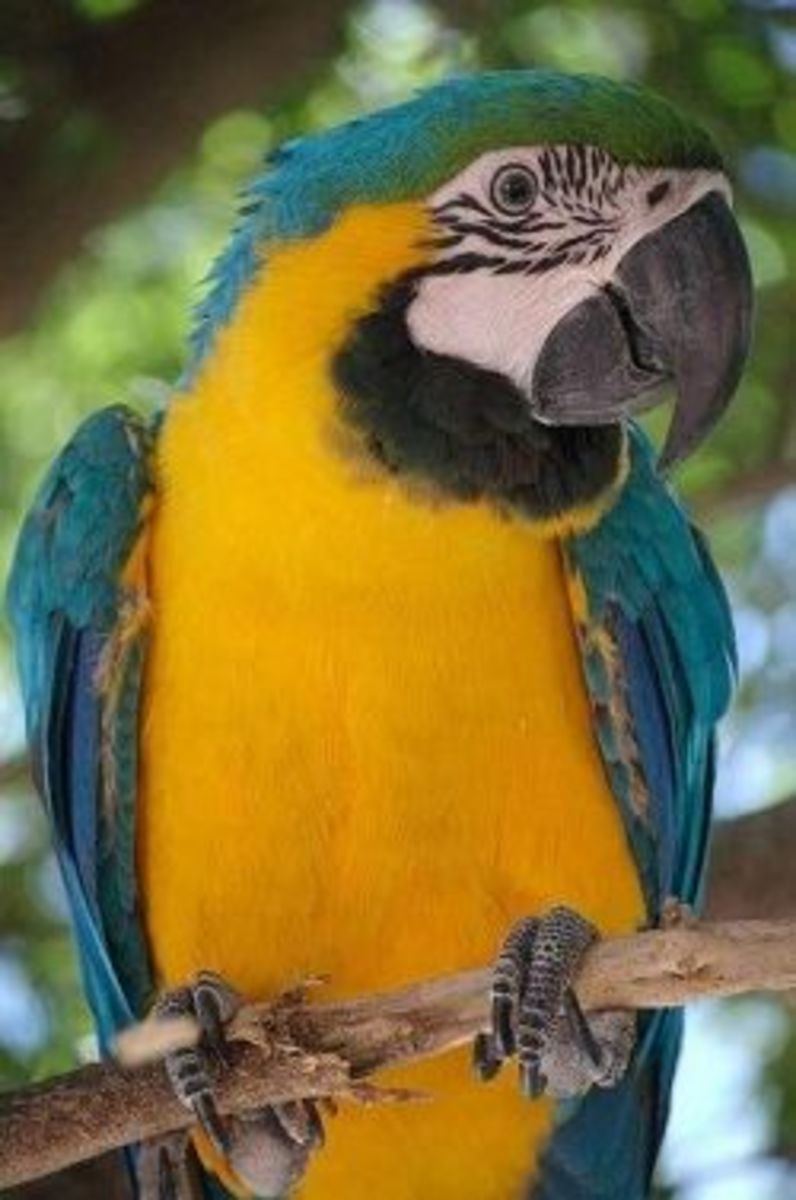 Blue and Gold Macaws and African Grey Parrots: Can They Really Talk?
