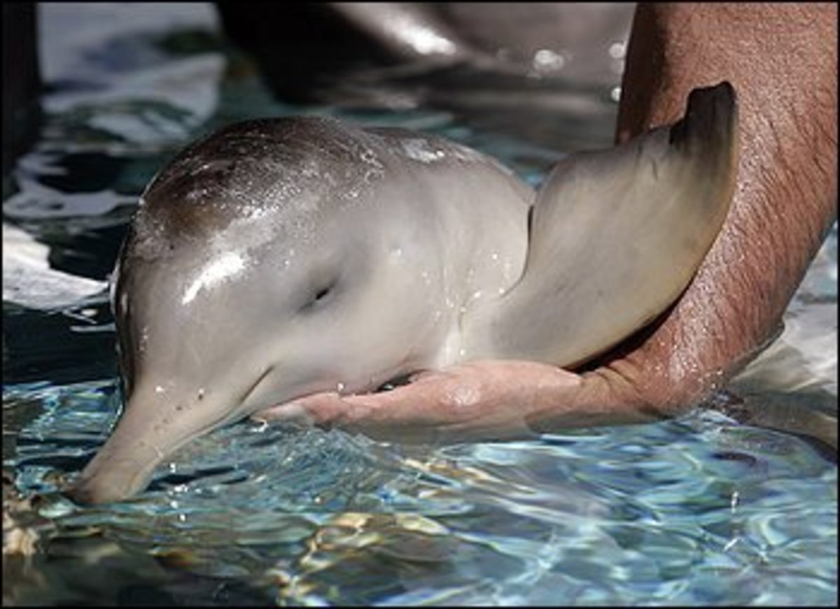 Baby Dolphin Found Stranded in Uruguay, November 2010