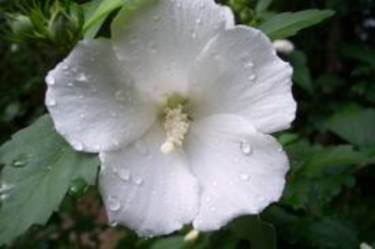 The rose of sharon
