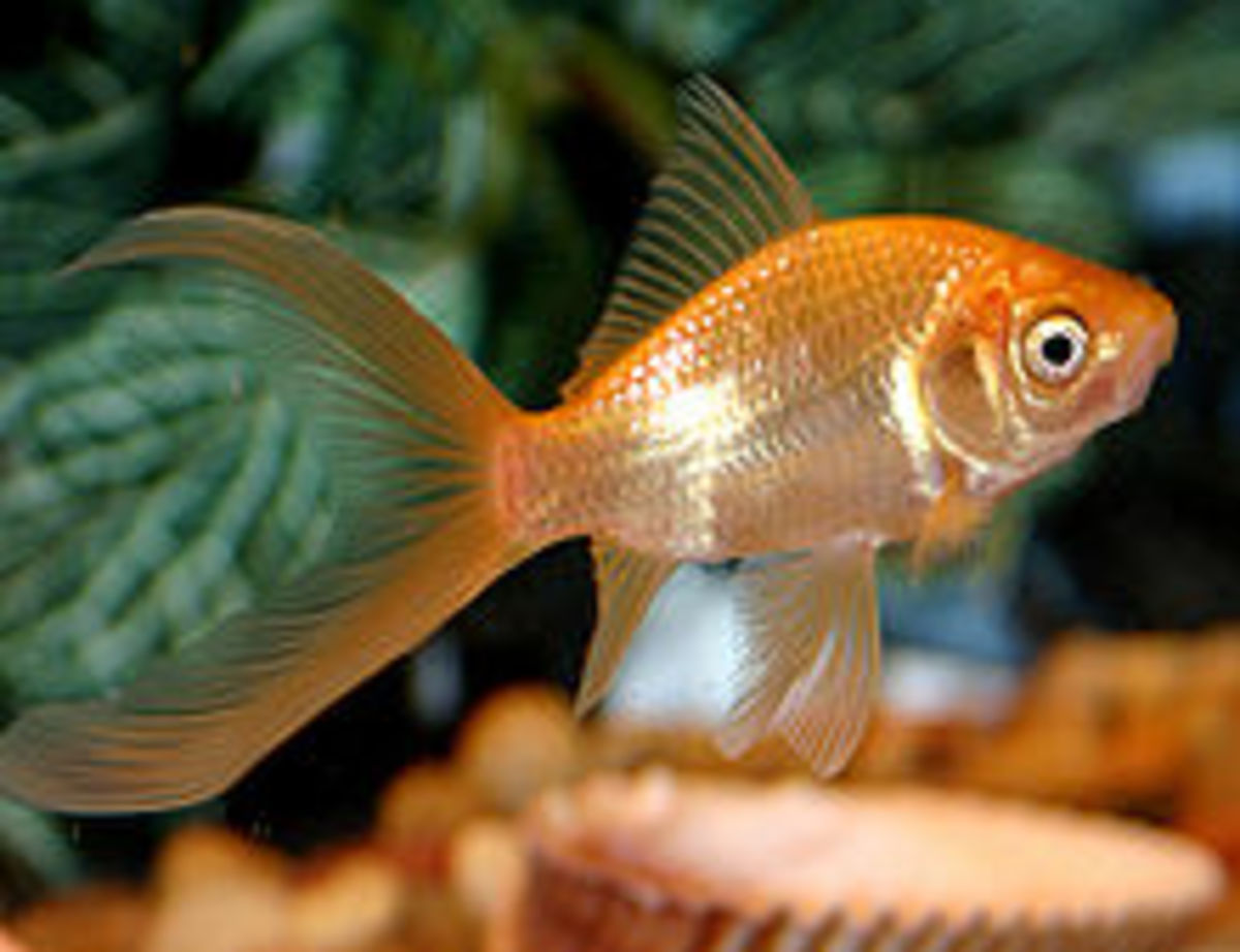 goldfish-care-breeds-and-diseases