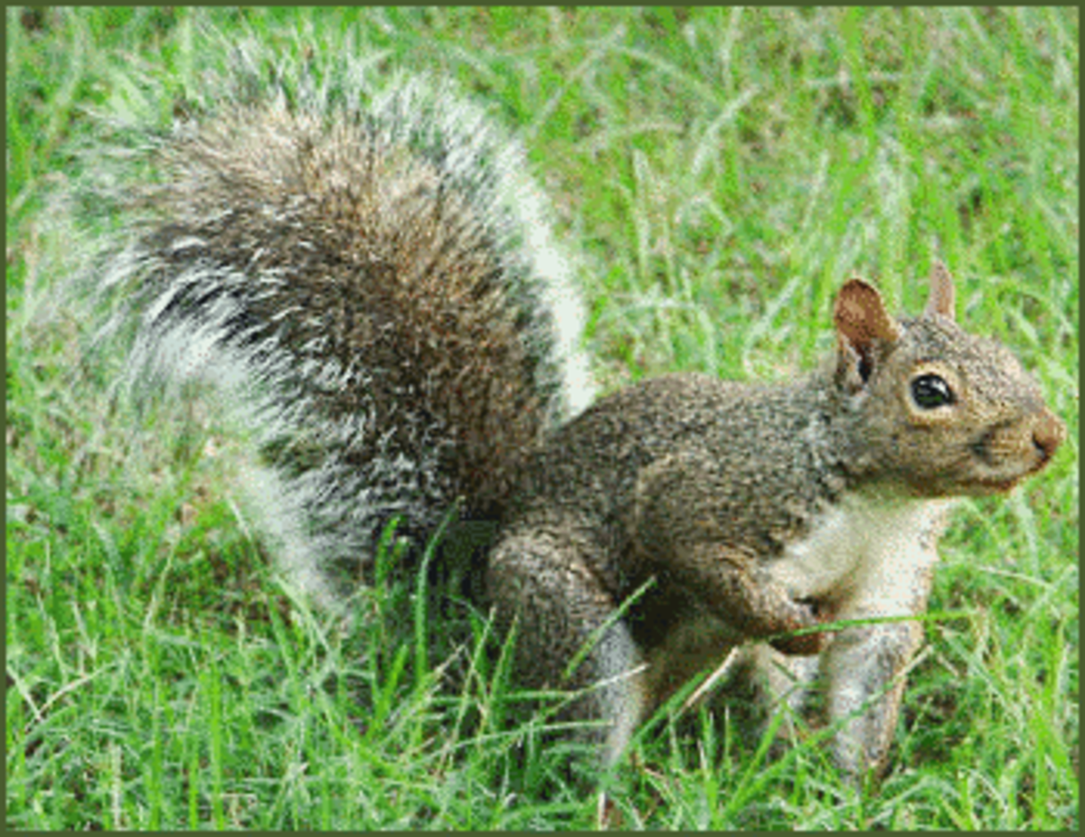 Squirrel Nature Study Lesson Plans