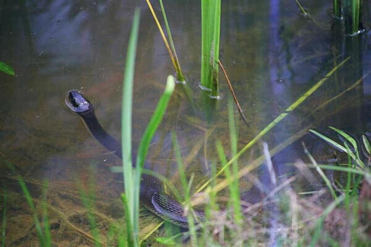 Yellow-Bellied water snakes have yellow undersides from throat to tail.