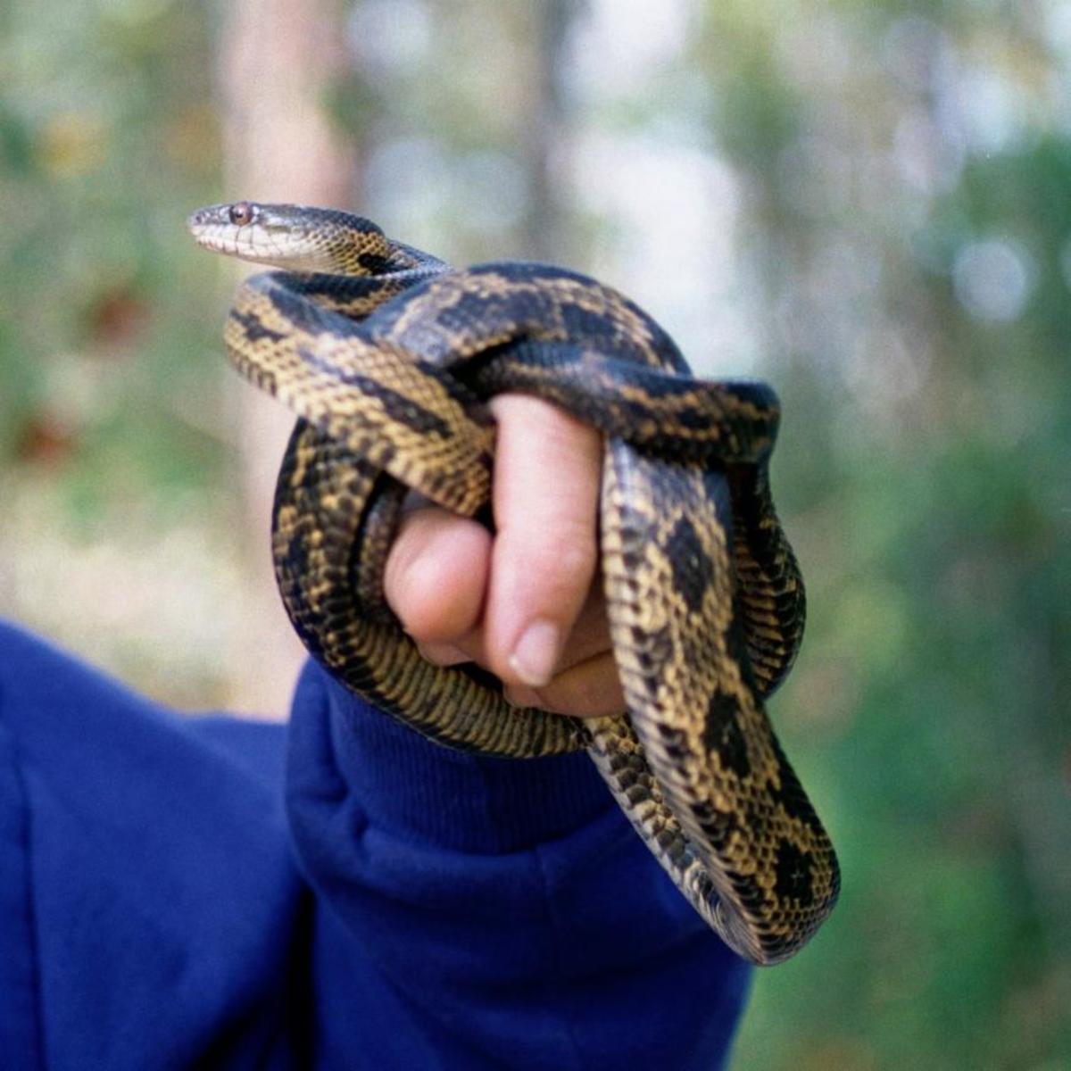 Texas Rat snakes are also constrictors. They eat many rats and other rodents.