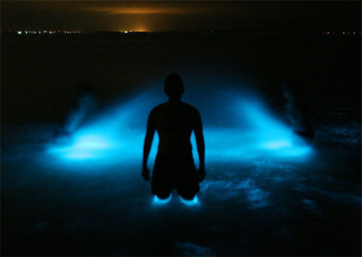 Bioluminescent sea water
