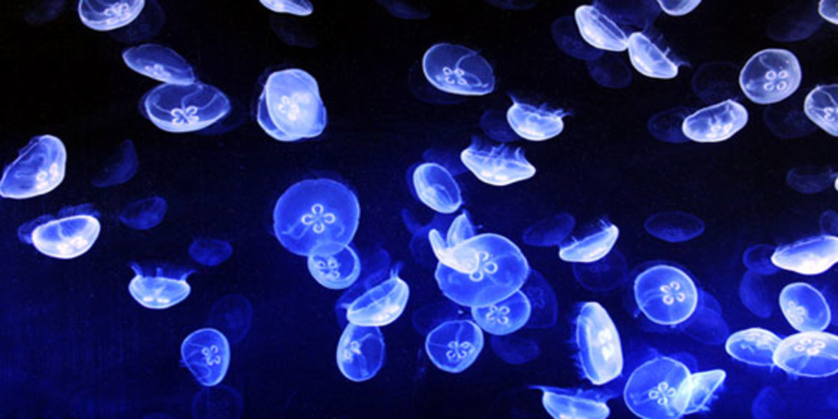 Bioluminescent Jelly Fish