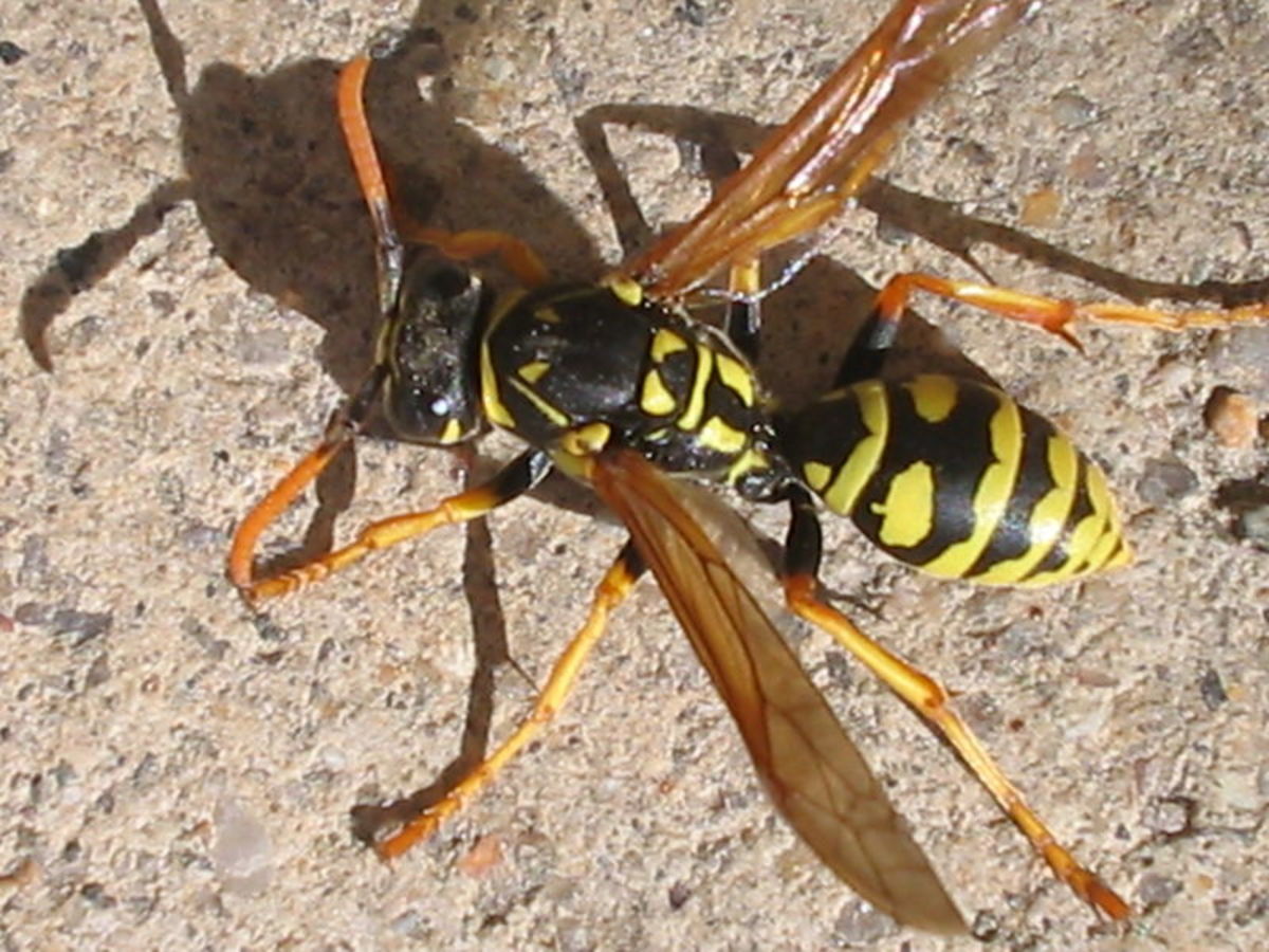 killing-wasps