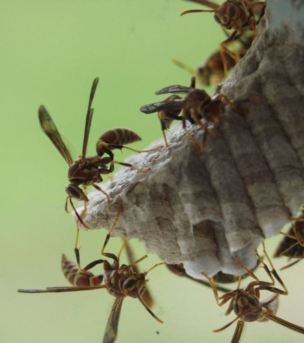 How to Kill WaspsSafely HubPages