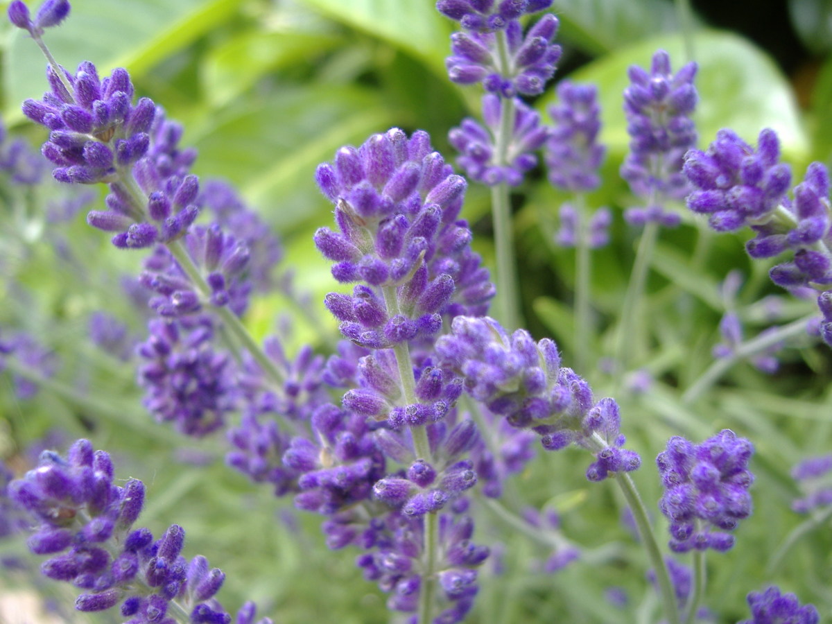 Lavender source common wickimedia