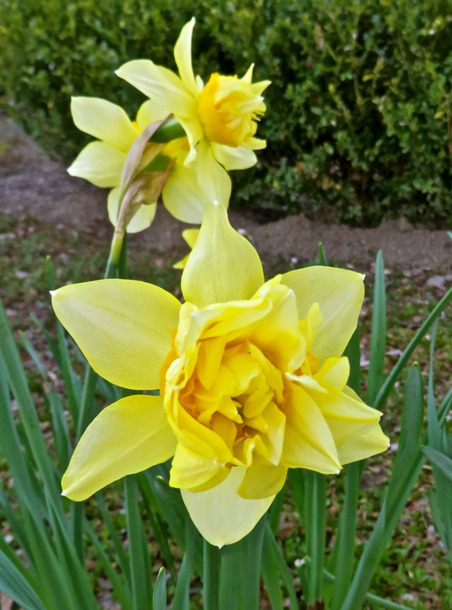 "Butter and Eggs" Daffodils from 1776