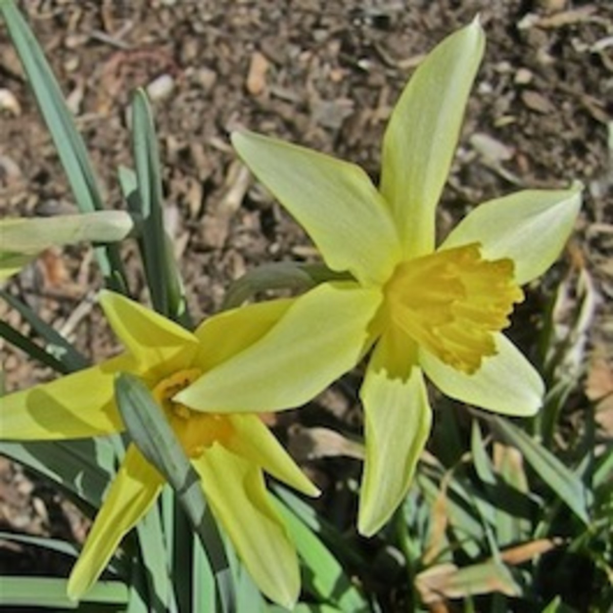 Narcissus "Stella" from 1869