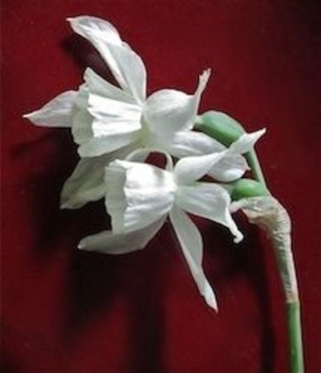 perennial-gardening-rare-unusual-antique-heirloom-spring-daffodils-narcissus-bulbs