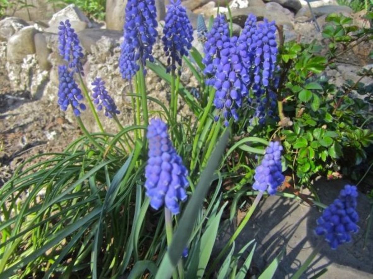 perennial-gardening-rare-unusual-antique-heirloom-spring-daffodils-narcissus-bulbs