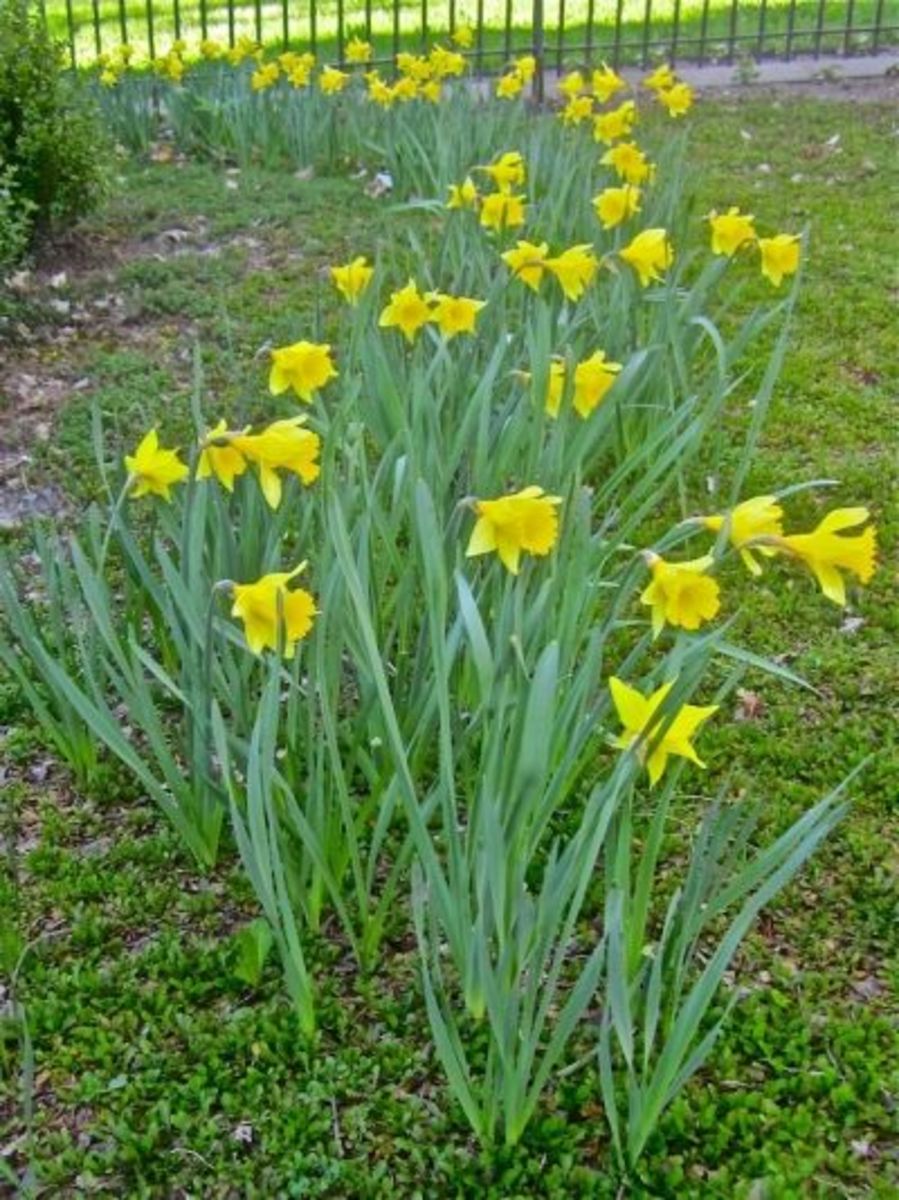 DAFFODIL HOOPOE SWEETNESS NARCISSUS GARDEN BULBS AUTUMN GARDENING SPRING  FLOWER