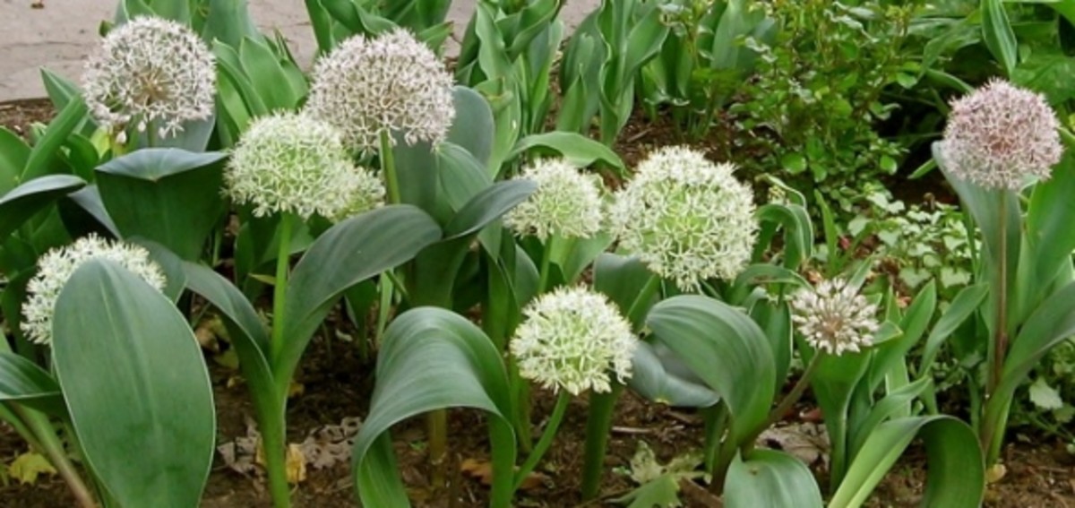 Allium Karataviense 