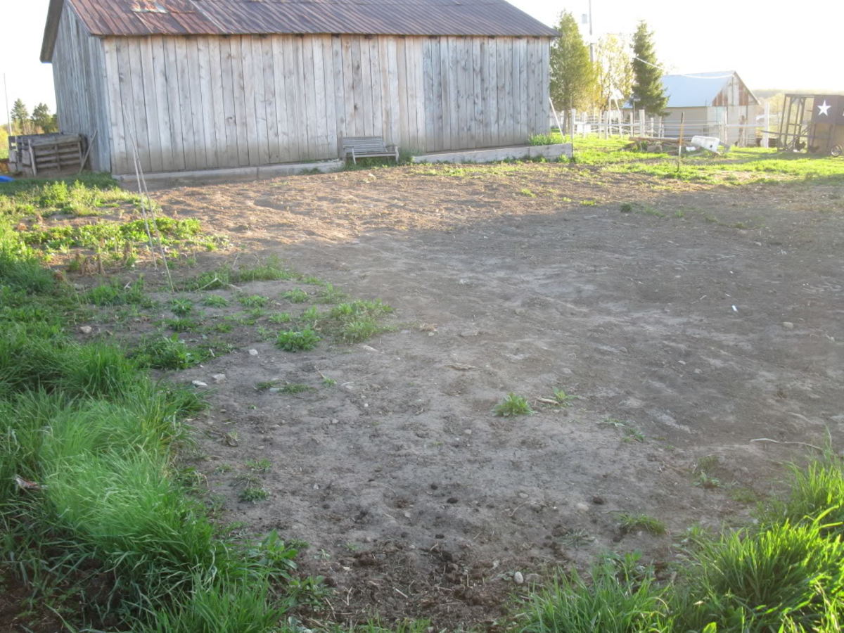 Before.  40 by 40 foot tilled area just south of our drive shed.
