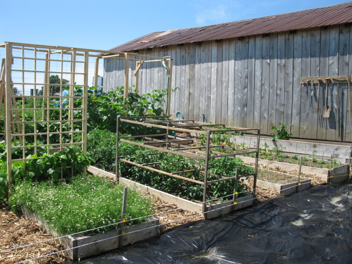 Wooden tomato cages attached to raised bed frames