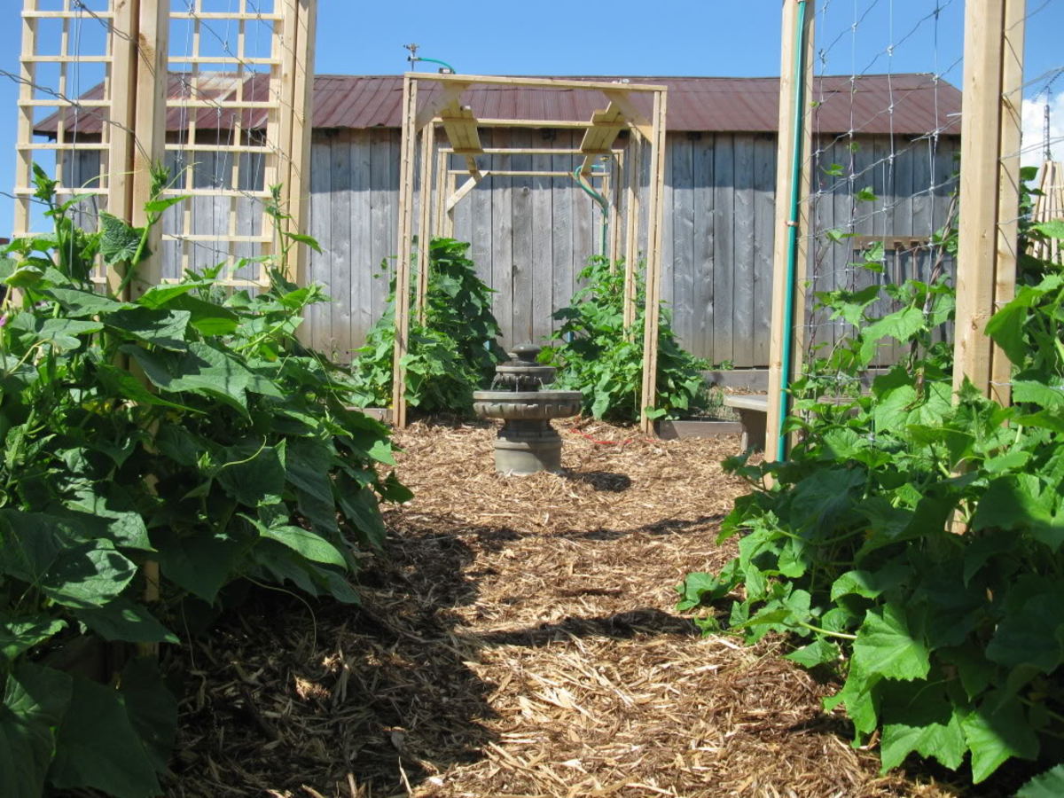 veggie-garden-layout-growing-vegetables-vegetavles-vegetavle-organic-garden