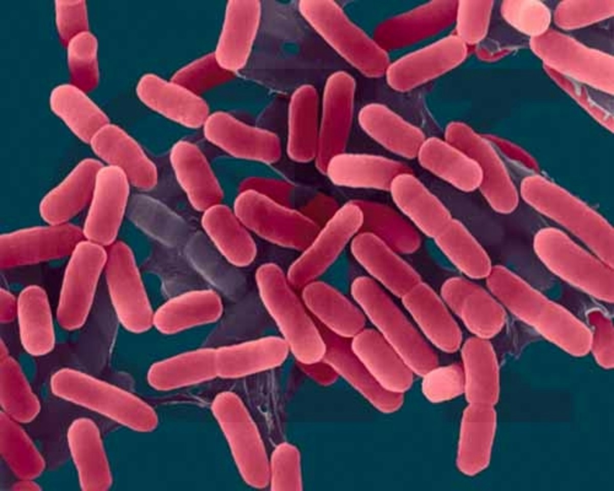 understanding-the-e-coli-bacteria