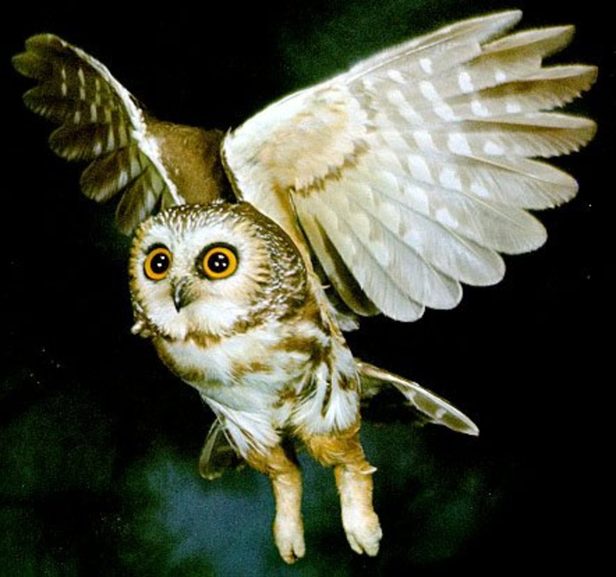 Night Owl: A Poem - HubPages