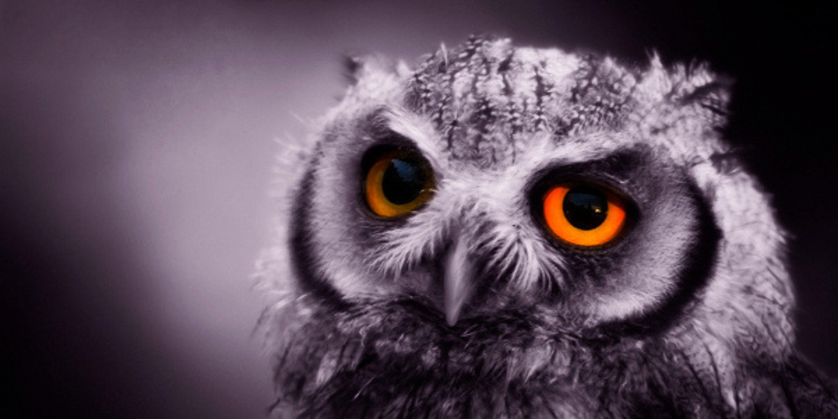 Night Owl: A Poem
