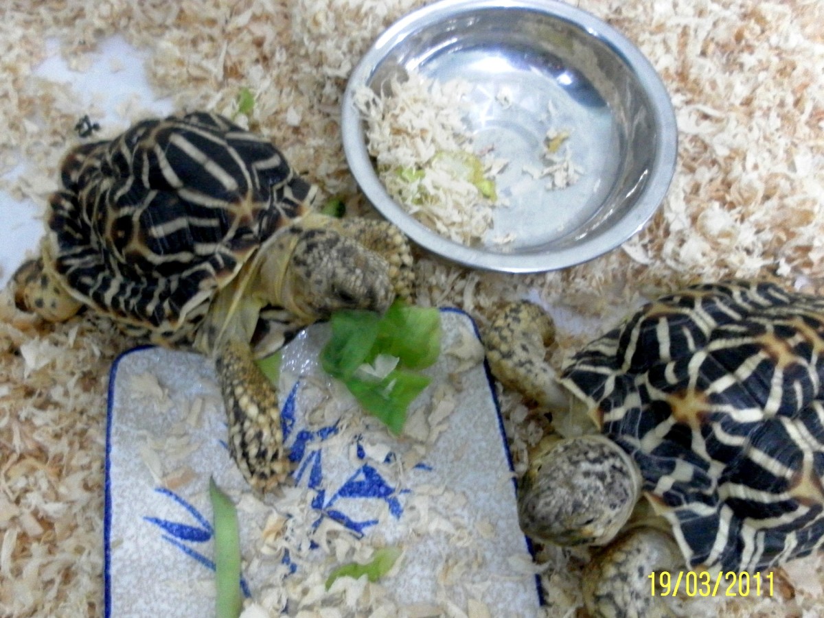 A pair of Indian Star Tortoises