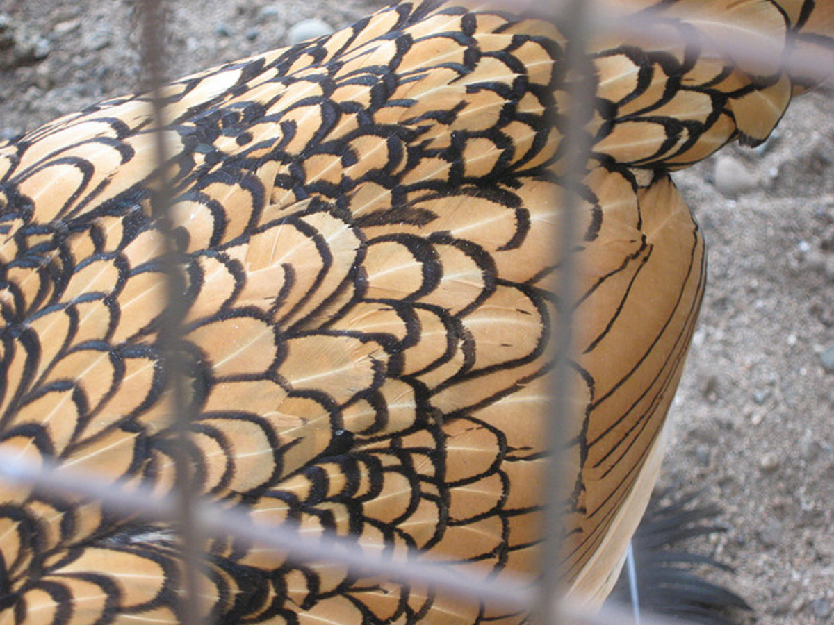 Close-up of Feathers