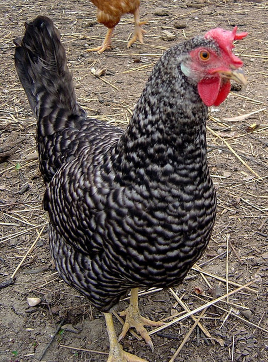 Barred Plymouth Hen